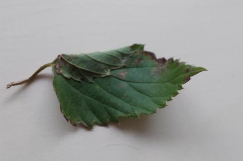 Réf. 332 061 : Ancylis laetana